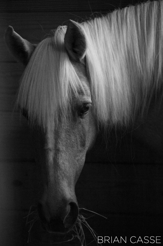 Horse At TB Zoo